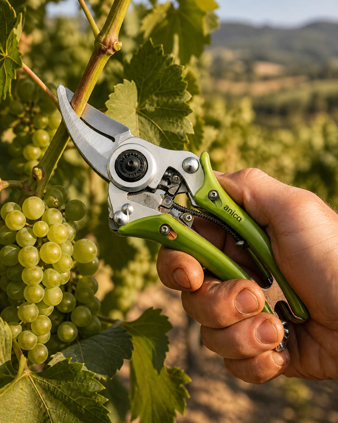 anicq Gartenschere bei der Pflege einer Weinrebe